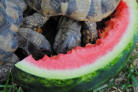 3 Schildkröten fressen eine Wassermelone